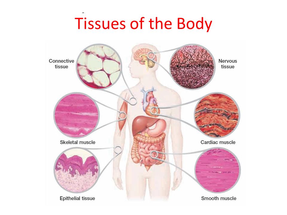Basic Anatomy - Tissues and Organs